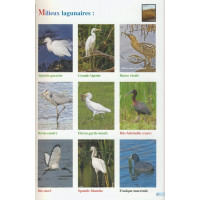 OISEAUX EN PRESQU’ÎLE ET POINTE DE BRETAGNE